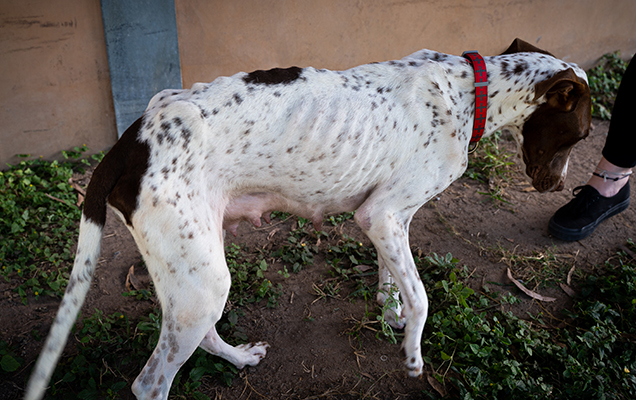 Poppy when she was seized showing visible ribs and spine
